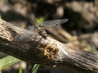 Libellula quadrimaculata 98, Viervlek, Saxifraga-Jan van der Straaten