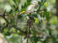 Onychogomphus forcipatus 11, female, young, Kleine tanglibel, Saxifraga-Bart Heijne : 2022, Montagut, Onychogomphus forcipatus, Spanje, insect, jong, juni, kleine tanglibel, vakantie, vrouw