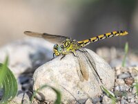 Onychogomphus forcipatus 12, female, Kleine tanglibel, Saxifraga-Bart Heijne : 0908, 2025, Montagut, Onychogomphus forcipatus, Riu Flavià, Spanje, insect, kleine tanglibel, libel, rio El Llierca, rivier, september, vakantie, vrouw