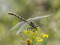 Onychogomphus forcipatus 13, male, Kleine tanglibel, Saxifraga-Bart Heijne : 0908, 2025, Montagut, Onychogomphus forcipatus, Riu Flavià, Spanje, kleine tanglibel, man, rio El Llierca, rivier, september, vakantie