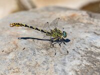 Onychogomphus forcipatus 14, male, Kleine tanglibel, Saxifraga-Bart Heijne : 2022, Montagut, Onychogomphus forcipatus, Spanje, insect, juni, kleine tanglibel, libel, vakantie