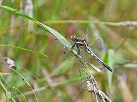 Orthetrum albistylum 4, Witpuntoeverlibel, Saxifraga-Tom Heijnen