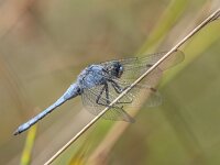 Orthetrum brunneum 14, male, Zuidelijke oeverlibel, Saxifraga-Bart Heijne : 0908, 2025, Montagut, Orthetrum brunneum, Riu Flavià, Spanje, insect, libel, man, rio El Llierca, rivier, september, vakantie, zuidelijke oeverlibel