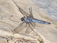 Orthetrum brunneum 8, male, Zuidelijke oeverlibel, Saxifraga-Bart Heijne : 0908, 2025, Montagut, Orthetrum brunneum, Riu Flavià, Spanje, insect, libel, man, rio El Llierca, rivier, september, vakantie, zuidelijke oeverlibel