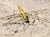 Orthetrum cancellatum 51, Gewone oeverlibel, Saxifraga-Tom Heijnen