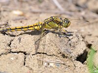 Orthetrum cancellatum 52, Gewone oeverlibel, Saxifraga-Tom Heijnen