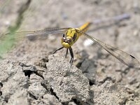Orthetrum cancellatum 53, Gewone oeverlibel, Saxifraga-Tom Heijnen