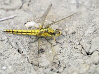 Orthetrum cancellatum 54, Gewone oeverlibel, Saxifraga-Tom Heijnen
