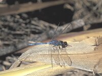 Orthetrum chrysostigma