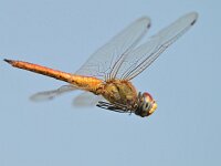 Pantala flavescens