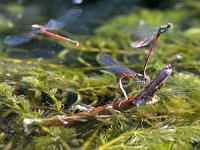 Pyrrhosoma nymphula 49, Vuurjuffer, Saxifraga-Tom Heijnen