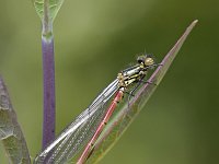 Pyrrhosoma nymphula 51, Vuurjuffer, Saxifraga-Tom Heijnen