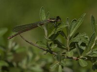 Pyrrhosoma nymphula 54, male, Vuurjuffer, Saxifraga-Jan van der Straaten