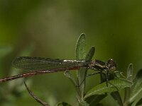 Pyrrhosoma nymphula 55, male, Vuurjuffer, Saxifraga-Jan van der Straaten