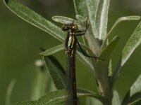 Pyrrhosoma nymphula 57, female, Vuurjuffer, Saxifraga-Jan van der Straaten
