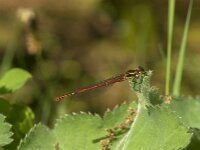 Pyrrhosoma nymphula 60, male, Vuurjuffer, Saxifraga-Jan van der Straaten