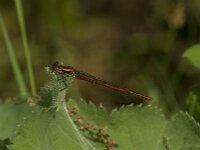 Pyrrhosoma nymphula 61, male, Vuurjuffer, Saxifraga-Jan van der Straaten