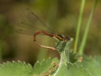 Pyrrhosoma nymphula 62, male, Vuurjuffer, Saxifraga-Jan van der Straaten