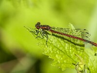 Pyrrhosoma nymphula 63, male, Vuurjuffer, Saxifraga-Jan van der Straaten