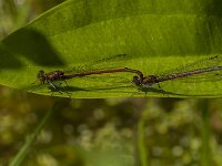 Pyrrhosoma nymphula 69, tandem, Vuurjuffer, Saxifraga-Jan van der Straaten