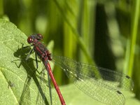 Pyrrhosoma nymphula 73, male, Vuurjuffer, Saxifraga-Jan van der Straaten
