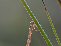 Sympecma fusca 42, Bruine winterjuffer, Saxifraga-Luuk Vermeer