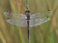 Sympetrum danae 37, Zwarte Heidelibel, Saxifraga-Luuk Vermeer