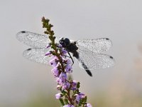 Sympetrum danae 41, Zwarte Heidelibel, Saxifraga-Luuk Vermeer