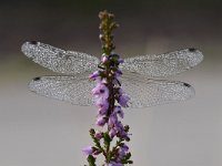 Sympetrum danae 42, Zwarte Heidelibel, Saxifraga-Luuk Vermeer