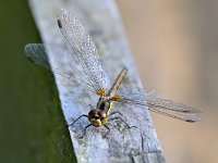 Sympetrum danae 44, Zwarte heidelibel, Saxifraga-Tom Heijnen