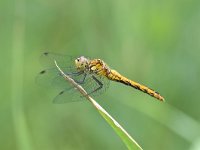 Sympetrum depressiusculum 10, Kempense Heidelibel, Saxifraga-Luuk Vermeer