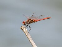 Sympetrum fonscolombii 16, Zwervende heidelibel, male, Saxifraga-Bart Heijne : 2025, KNNV, Renkumse Benedenwaard, Sympetrum fonscolombii, insect, inventarisatie, juni, libel, man, zomer, zwervende heidelibel