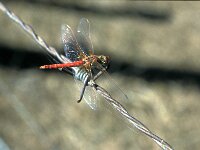 Sympetrum fonscolombii 17, Zwervende heidelibel, Saxifraga-Jan van der Straaten