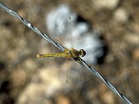 Sympetrum fonscolombii 18, Zwervende heidelibel, Saxifraga-Jan van der Straaten
