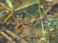 Sympetrum fonscolombii 19, Zwervende heidelibel, tandem, Saxifraga-Bart Heijne : 0914, 2025, Parc Natural dels Aiguamolls de l'Emporda, San Pere Pescador, Spanje, Sympetrum fonscolombii, eieren leggend, in copula, insect, korenbouten, libel, september, tandem, vakantie, zwervende heidelibel