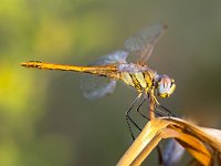 Red-veined Darter Dragonfly sitting on a plant  The Red-veined Darter or Nomad (Sympetrum fonscolombii) is a dragonfly of the genus Sympetrum : Bug, Damselfly, Sympetrum, animal, background, beautiful, beauty, blue, body, bright, closeup, color, darter, detail, dragonfly, entomology, environment, europe, eye, fauna, fly, fonscolombii, fragility, insect, italy, leaf, libellulidae, life, macro, male, natural, nature, odonata, outdoor, perching, plant, posing, predator, red-veined, sky, small, spring, summer, sunny, transparent, wild, wildlife, wing, yellow