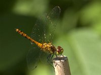 Sympetrum sanguineum 102, Bloedrode heidelibel, Saxifraga-Jan van der Straaten