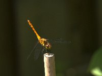 Sympetrum sanguineum 103, Bloedrode heidelibel, Saxifraga-Jan van der Straaten