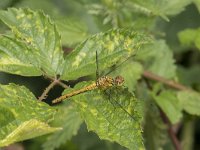 Sympetrum sanguineum 108, Bloedrode heidelibel, Saxifraga-Willem van Kruijsbergen