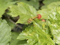 Sympetrum sanguineum 110, Bloedrode heidelibel, Saxifraga-Willem van Kruijsbergen