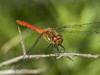 Sympetrum sanguineum 129, Bloedrode heidelibel, Saxifraga-Jan van der Straaten