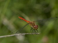 Sympetrum sanguineum 130, Bloedrode heidelibel, Saxifraga-Jan van der Straaten