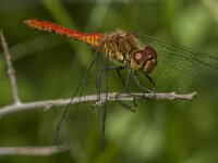 Sympetrum sanguineum 131, Bloedrode heidelibel, Saxifraga-Jan van der Straaten