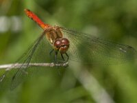 Sympetrum sanguineum 132, Bloedrode heidelibel, Saxifraga-Jan van der Straaten
