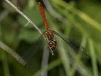Sympetrum sanguineum 133, Bloedrode heidelibel, Saxifraga-Jan van der Straaten