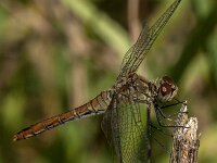 Sympetrum sanguineum 134, Bloedrode heidelibel, Saxifraga-Jan van der Straaten