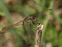 Sympetrum sanguineum 135, Bloedrode heidelibel, Saxifraga-Jan van der Straaten