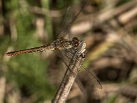 Sympetrum sanguineum 136, Bloedrode heidelibel, Saxifraga-Jan van der Straaten