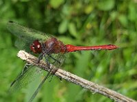 Sympetrum sanguineum 137, Bloedrode heidelibel, Saxifraga-Ben Delbaere