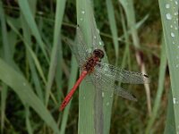 Sympetrum sanguineum 138, Bloedrode heidelibel, Saxifraga-Ed Stikvoort : gewone zeehond Neeltje Jans A900